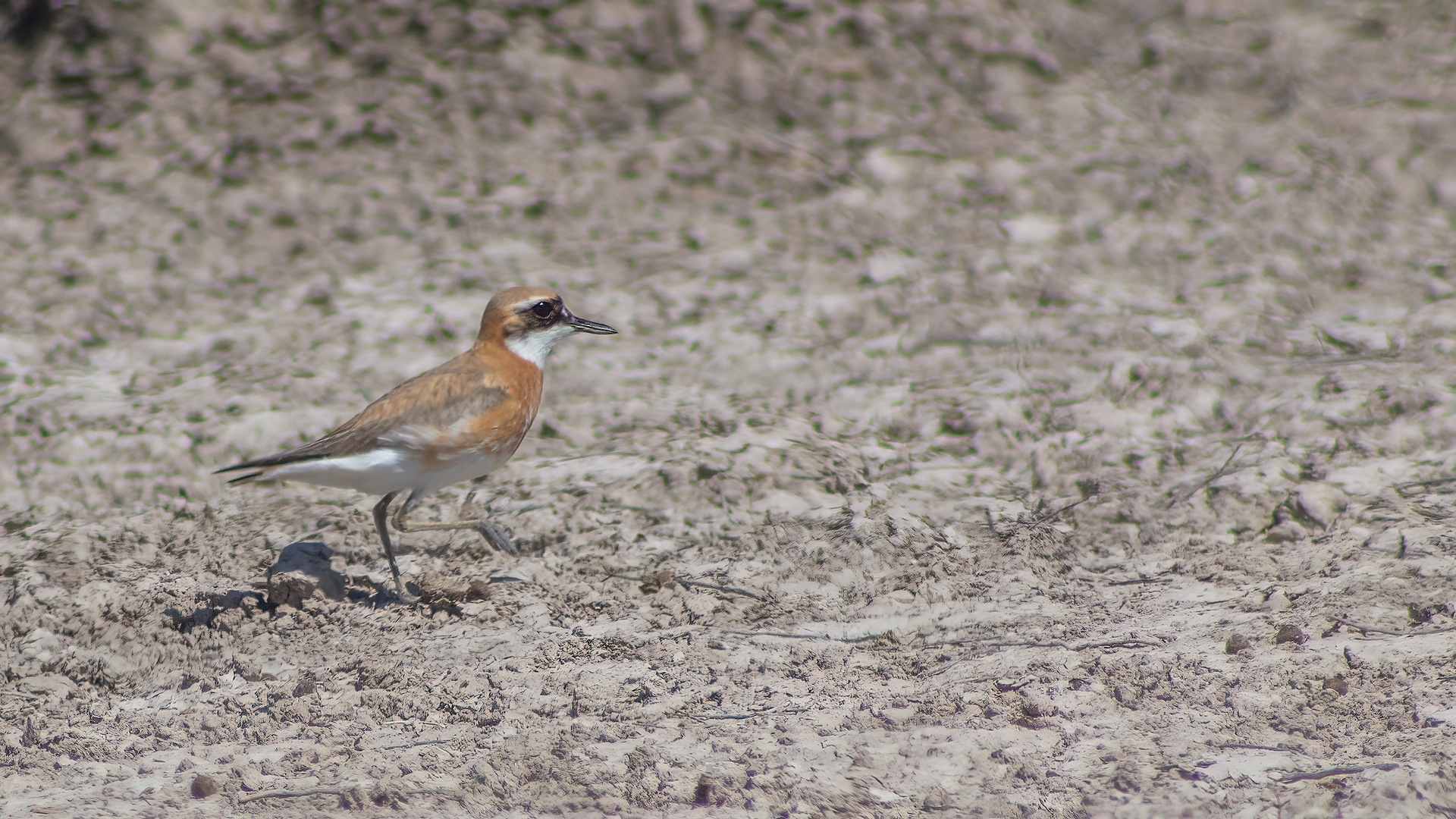 Greater Sand-Plover